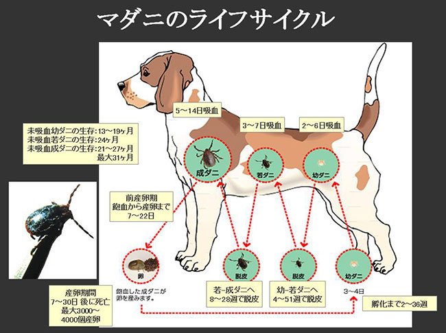 ダニのライフサイクル