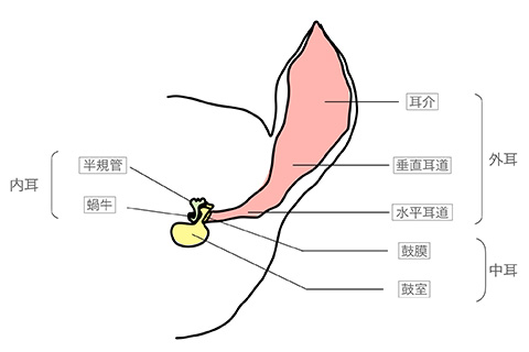 犬の耳の模式図