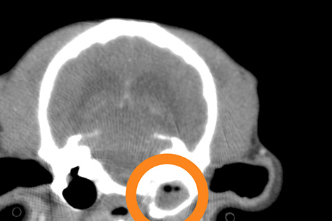 中耳炎を起こした犬のCT画像