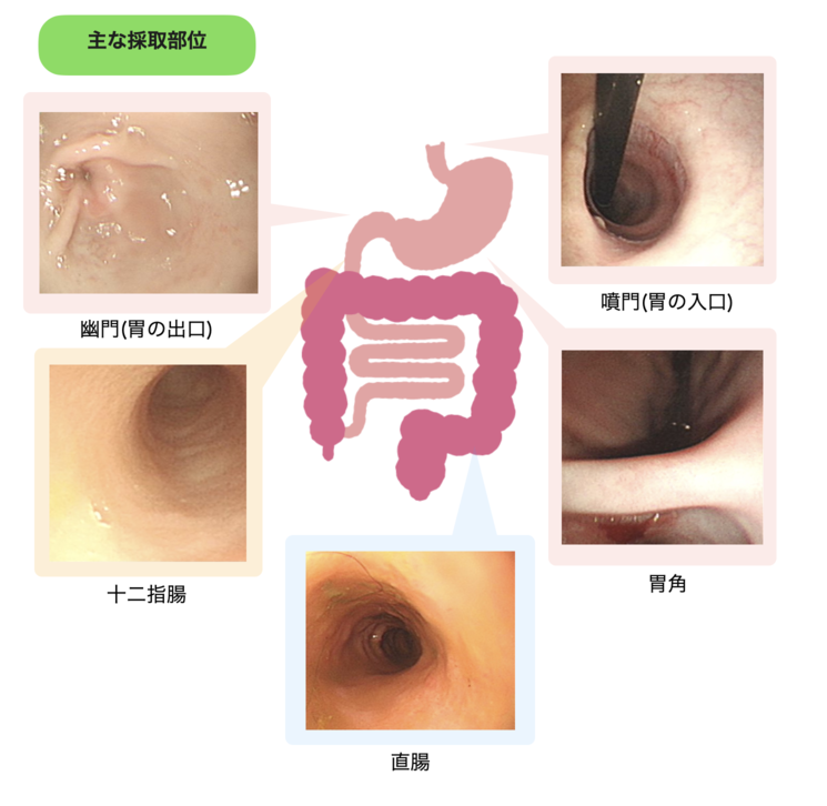 主な採取部位