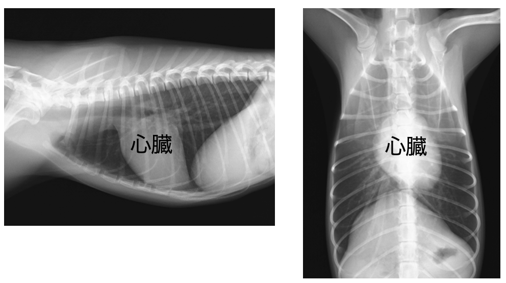 非心臓病犬