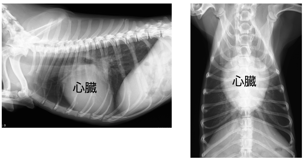 僧帽弁閉鎖不全症犬