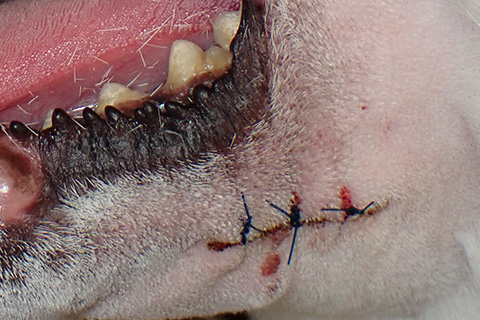 例4：左の下顎の皮膚にできた腫瘍